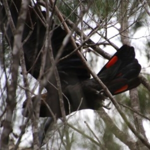 Calyptorhynchus lathami at Moruya, NSW - 7 Dec 2020