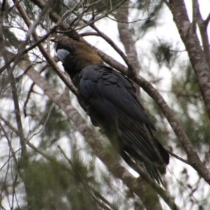 Calyptorhynchus lathami lathami at Moruya, NSW - suppressed