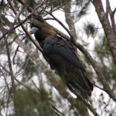 Calyptorhynchus lathami at Moruya, NSW - 7 Dec 2020