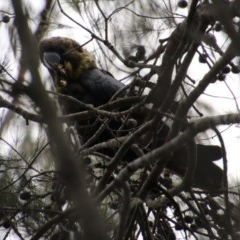 Calyptorhynchus lathami lathami at Moruya, NSW - suppressed