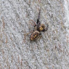 Opisthoncus sp. (genus) (Unidentified Opisthoncus jumping spider) at Mount Mugga Mugga - 29 Nov 2020 by AlisonMilton