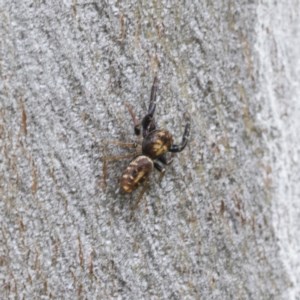 Opisthoncus sp. (genus) at Symonston, ACT - 30 Nov 2020