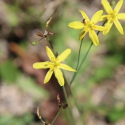 Tricoryne elatior (Yellow Rush Lily) at Moruya, NSW - 7 Dec 2020 by LisaH