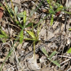 Tricoryne elatior at Moruya, NSW - suppressed