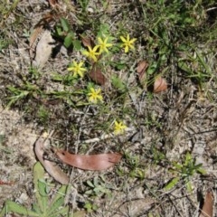 Tricoryne elatior at Moruya, NSW - suppressed