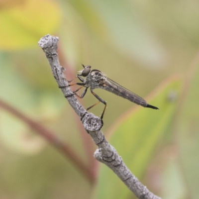 Cerdistus varifemoratus (Robber fly) at Mount Mugga Mugga - 30 Nov 2020 by AlisonMilton