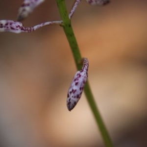 Dipodium variegatum at Moruya, NSW - 7 Dec 2020