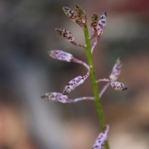 Dipodium variegatum at Moruya, NSW - 7 Dec 2020