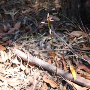 Dipodium variegatum at Moruya, NSW - 7 Dec 2020