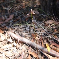 Dipodium variegatum at Moruya, NSW - 7 Dec 2020