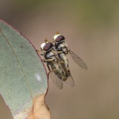 Simosyrphus grandicornis (Common hover fly) at Mount Mugga Mugga - 30 Nov 2020 by AlisonMilton