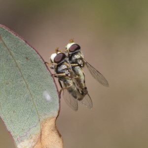 Simosyrphus grandicornis at O'Malley, ACT - 30 Nov 2020