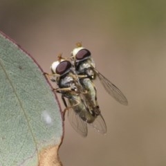 Simosyrphus grandicornis at O'Malley, ACT - 30 Nov 2020 01:01 PM