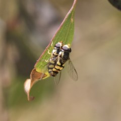 Simosyrphus grandicornis at O'Malley, ACT - 30 Nov 2020 01:01 PM