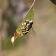 Simosyrphus grandicornis at O'Malley, ACT - 30 Nov 2020