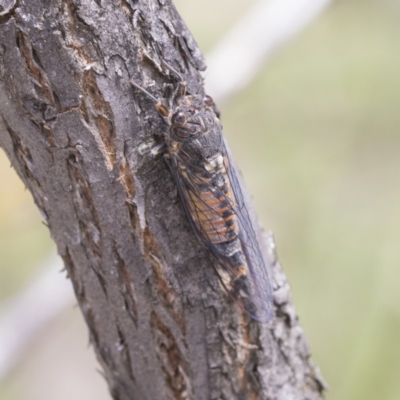 Yoyetta australicta (Southern Ticking Ambertail) at O'Malley, ACT - 30 Nov 2020 by AlisonMilton