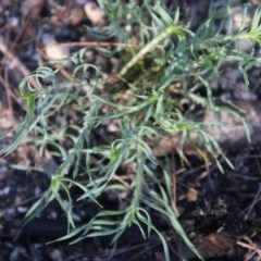 Lomandra obliqua (Twisted Matrush) at Moruya, NSW - 3 Dec 2020 by LisaH