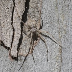 Tamopsis sp. (genus) (Two-tailed spider) at Cook, ACT - 30 Nov 2020 by AlisonMilton