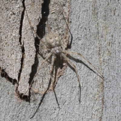 Tamopsis sp. (genus) (Two-tailed spider) at Cook, ACT - 30 Nov 2020 by AlisonMilton