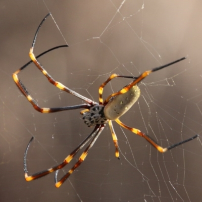Trichonephila plumipes (Humped golden orb weaver) at Moruya, NSW - 4 Dec 2020 by LisaH