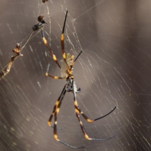 Nephila plumipes at Moruya, NSW - 4 Dec 2020