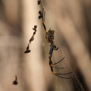 Nephila plumipes at Moruya, NSW - suppressed