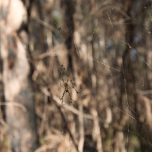 Nephila plumipes at Moruya, NSW - 4 Dec 2020