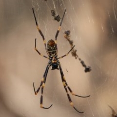 Nephila plumipes at Moruya, NSW - suppressed