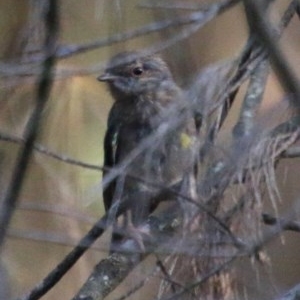 Eopsaltria australis at Moruya, NSW - suppressed