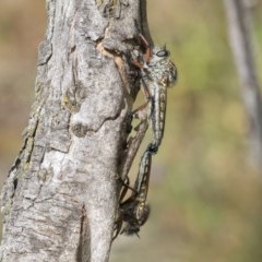 Asiola fasciata (A robber fly) at O'Malley, ACT - 30 Nov 2020 by AlisonMilton