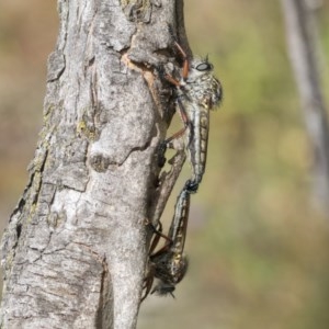 Asiola fasciata at O'Malley, ACT - 30 Nov 2020