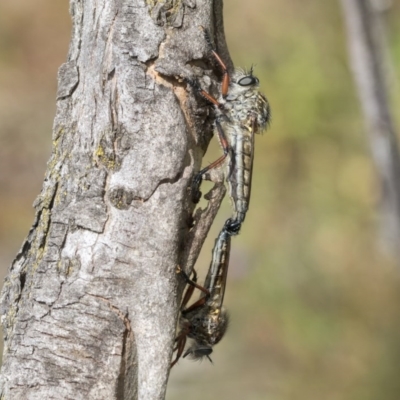 Asiola fasciata (A robber fly) at O'Malley, ACT - 30 Nov 2020 by AlisonMilton