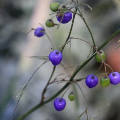 Dianella (genus) (Flax Lily) at Moruya, NSW - 4 Dec 2020 by LisaH