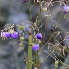 Dianella sp. at Moruya, NSW - 4 Dec 2020