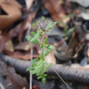 Pomax umbellata at Moruya, NSW - suppressed