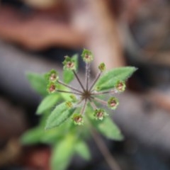 Pomax umbellata at Moruya, NSW - suppressed