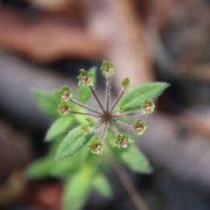 Pomax umbellata at Moruya, NSW - suppressed