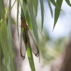 Nymphes myrmeleonoides (Blue eyes lacewing) at Cook, ACT - 1 Dec 2020 by AlisonMilton