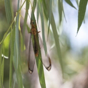 Nymphes myrmeleonoides at Cook, ACT - 1 Dec 2020 11:32 AM