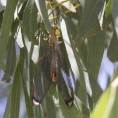 Nymphes myrmeleonoides at Cook, ACT - 1 Dec 2020 11:32 AM