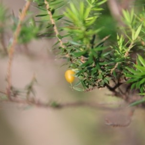 Leucopogon juniperinus at Moruya, NSW - suppressed