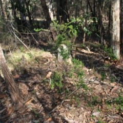 Leucopogon juniperinus at Moruya, NSW - suppressed