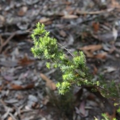 Leucopogon juniperinus at Moruya, NSW - suppressed