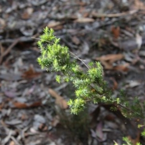 Leucopogon juniperinus at Moruya, NSW - suppressed