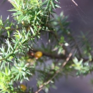 Leucopogon juniperinus at Moruya, NSW - 4 Dec 2020
