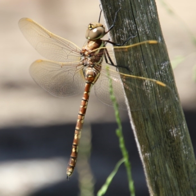 Adversaeschna brevistyla (Blue-spotted Hawker) at Moruya, NSW - 6 Dec 2020 by LisaH