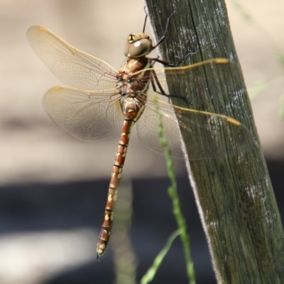 Adversaeschna brevistyla (Blue-spotted Hawker) at Moruya, NSW - 5 Dec 2020 by LisaH