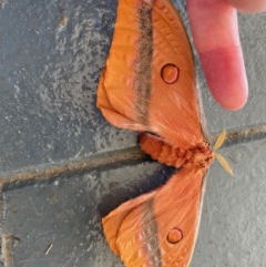 Austrocaligula loranthi at Moruya, NSW - 6 Dec 2020