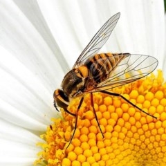 Australiphthiria hilaris (Slender Bee Fly) at Crooked Corner, NSW - 5 Dec 2020 by Milly