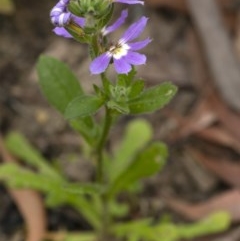 Scaevola aemula (Common Fan-flower) at Penrose - 17 Nov 2020 by Aussiegall